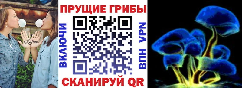 Купить где  Ржев  Галлюциногенные грибы MAGIC MUSHROOMS 